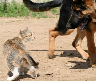 Why does my cat scare big dogs?